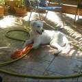 https://be.holidog.com/ImagesPetSitters/4A06D8B6-8320-477D-A3D8-0EC6CD3DDB75_square_120.jpg GIARDINO-E-AREA-CANI-40230-1