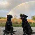 https://be.holidog.com/ImagesPetSitters/4AA1C9FC-6F6E-431D-A8E0-1B044F403ECD_square_120.jpg Clément-95620-1
