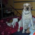 https://be.holidog.com/ImagesPetSitters/4AEEC020-6E98-4ECD-B537-D2487DF9F063_square_120.jpg 6030-2