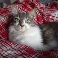https://be.holidog.com/ImagesPetSitters/4C2A68BA-13EC-4A2F-A76A-6F36FBE6A3FC_square_120.jpg Doggycatsitter-19501-2