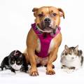 https://be.holidog.com/ImagesPetSitters/4C87B2CA-B9B9-4A57-A105-E58E3B4BCD8A_square_120.jpg Mégane-passionée-des-animaux-332381-3