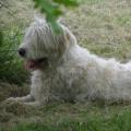 https://be.holidog.com/ImagesPetSitters/4CDD2B5A-877A-48E0-AD82-7DA394EA3500_square_120.jpg La-maison-pour-nos-amis-Ă -4-pattes-115080-2