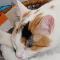 https://be.holidog.com/ImagesPetSitters/4D0AB2D6-BDF8-4CAE-8314-29683E7A9BEB_square_120.jpg boule-d'amour-9736-0