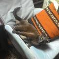 https://be.holidog.com/ImagesPetSitters/4D218FA6-D088-4C21-BA5F-F86B87A1128D_square_120.jpg petsitter-Giulia-G-19985-0