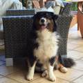 https://be.holidog.com/ImagesPetSitters/4D9191DD-7D7F-44FF-AF52-535E6464EC55_square_120.jpg Petit-bonheur-81057-3