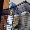 https://be.holidog.com/ImagesPetSitters/4F5B9001-B818-434E-98BC-AB14BDF641DE_square_120.jpg Garde-d'animaux--28703-1