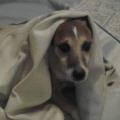 https://be.holidog.com/ImagesPetSitters/500FE847-C925-4DCB-A30A-39A0C20245F7_square_120.jpg Amore-incondizionato-17308-1