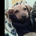 https://be.holidog.com/ImagesPetSitters/5036C34F-DB39-4E1D-B0A1-78E7611A53DB_square_120.jpg N'hésitez-pas-à -me-contacter-:)--111807-2
