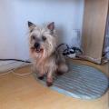https://be.holidog.com/ImagesPetSitters/50ADE7A7-548D-4DBB-B2B2-2B72DF6323CA_square_120.jpg Vacances-pour-animaux-!--119423-0