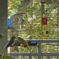 Le-paradis-des-oiseaux-89178-0