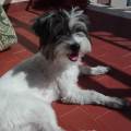 https://be.holidog.com/ImagesPetSitters/516326B0-9B0D-47A3-BBD0-D8FE78E4544C_square_120.jpg Accoglienza-cani--144358-1