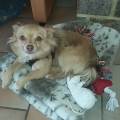https://be.holidog.com/ImagesPetSitters/51916C7D-C208-46E8-8EA0-0AEE22C108A7_square_120.jpg Maison-conviviale-10070-1
