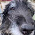 https://be.holidog.com/ImagesPetSitters/5193BEB9-6B98-4920-A4CA-0B3A338A835B_square_120.jpg 45610-2