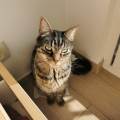 https://be.holidog.com/ImagesPetSitters/51D04E1C-4058-43B2-952E-9F0E520740F5_square_120.jpg Amoureuse-des-zanimaux-53076-2