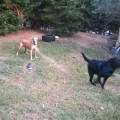 https://be.holidog.com/ImagesPetSitters/52207B94-8DE8-4BB2-8D2F-64970848D3B9_square_120.jpg Animali-sempre-felici-118779-0