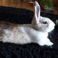 https://be.holidog.com/ImagesPetSitters/533ADB37-E668-46E4-A127-8EC4853BD8DD_square_120.jpg Au-bonheur-des-animaux-173447-1