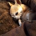 https://be.holidog.com/ImagesPetSitters/5394BBDD-D27D-4C45-B648-452C5991BF44_square_120.jpg MARRAINE-DES-TOUTOUS--46208-0