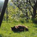 https://be.holidog.com/ImagesPetSitters/53C90079-1F31-4CAC-9BBB-226D68A81908_square_120.jpg Amoureuse-des-animaux--51307-2