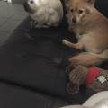 https://be.holidog.com/ImagesPetSitters/546702D7-FC6C-4B71-B783-6834EACD92FB_square_120.jpg Paradis-des-chiens-35086-0