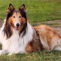 https://be.holidog.com/ImagesPetSitters/5496D4B8-B9AF-4868-9ADA-22AA4B25CF81_square_120.jpg La-carica-dei-101-20755-2