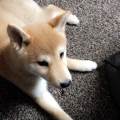 https://be.holidog.com/ImagesPetSitters/5499446A-A500-4610-A138-684A97A2D357_square_120.jpg Prendre-soin-de-votre-chien--25602-0
