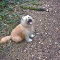 https://be.holidog.com/ImagesPetSitters/551ED979-A64B-4C2F-B373-CC30F9229E18_square_120.jpg Healthy-and-Happy-dog-stay-53538-1