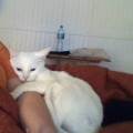 https://be.holidog.com/ImagesPetSitters/55399FDC-56FE-4ADA-A0AF-359DE7A5203C_square_120.jpg Etudiante-en-manque-d'animaux-387917-1