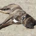 https://be.holidog.com/ImagesPetSitters/554EF9FF-038D-42C1-A7C4-C55EC4746663_square_120.jpg Promeneuse,-petsitter-15562-0