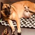 https://be.holidog.com/ImagesPetSitters/55C9A088-E3C4-4382-BE74-DFBD75D0470F_square_120.jpg Love-dogs-&-cats--3563-0