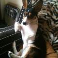 https://be.holidog.com/ImagesPetSitters/55D0CF43-0E0F-4671-B6E6-AF82F341BE80_square_120.jpg 2798-2
