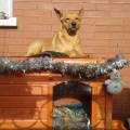 https://be.holidog.com/ImagesPetSitters/56796C00-7E82-4387-8E80-2BD29A2BF1E0_square_120.jpg belle-passeggiate-per-i-campi-51844-0