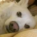 https://be.holidog.com/ImagesPetSitters/57419DA9-35FF-4F81-8FB3-9EDEA041368A_square_120.jpg Love&bau-123751-2