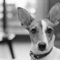 https://be.holidog.com/ImagesPetSitters/574829C8-27B0-4D8B-95E6-C6544C25193B_square_120.jpg la-maison-du-bonheur-2848-1