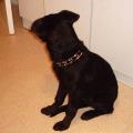 https://be.holidog.com/ImagesPetSitters/575E7EF8-05EB-4B45-8D94-74C16F9B6417_square_120.jpg garde-dâanimaux--97237-3