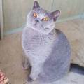https://be.holidog.com/ImagesPetSitters/58F870BD-0117-446E-AA77-B0604B69778C_square_120.jpg Chouchouteuse-de-chiens-et-chats-411845-1