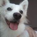 https://be.holidog.com/ImagesPetSitters/590A4681-EA3D-4BC0-A149-8F27AD52F667_square_120.jpg Love&bau-123751-1