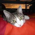 https://be.holidog.com/ImagesPetSitters/593AFA0E-A96F-44B9-B46A-730E4D8EE883_square_120.jpg 2719-0