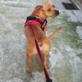 https://be.holidog.com/ImagesPetSitters/599868A6-0BEC-437F-9479-51F7E49D476D_square_120.jpg Animaland-117364-1