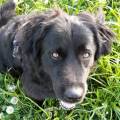 https://be.holidog.com/ImagesPetSitters/5AAEAF09-A7B4-4D47-9A72-6A34888CD374_square_120.jpg La-maison-du-bonheurs--47815-0