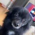 https://be.holidog.com/ImagesPetSitters/5B5237B2-7C20-4181-8FD5-D9782331226C_square_120.jpg j’ai-toujours-grandi-avec-eux-100473-0