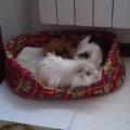 https://be.holidog.com/ImagesPetSitters/5B5F0158-26A6-4223-9FB7-9639A535C942_square_120.jpg passione-e-amore-28073-3