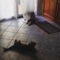 https://be.holidog.com/ImagesPetSitters/5B90D04D-959A-46CC-8832-185FF26EF829_square_120.jpg Una-passione,-non-un-lavoro-135523-2