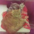 https://be.holidog.com/ImagesPetSitters/5C51A5FB-5000-49F1-AE6B-3E7982B51752_square_120.jpg Ospito-gatti-e-cani--67632-1