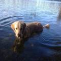 https://be.holidog.com/ImagesPetSitters/5C6A2B3F-BF26-4D92-B519-3A9EAEA30B73_square_120.jpg Who-let-the-dogs-out-?--30812-2
