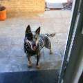 https://be.holidog.com/ImagesPetSitters/5D6BB37E-79E5-4455-8F9D-A55ABFBF3097_square_120.jpg 6369-2