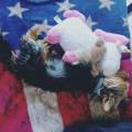 https://be.holidog.com/ImagesPetSitters/5D902B2C-90A7-44D5-ADE0-4B7CF963981F_square_120.jpg animalcolor-74251-2