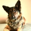 https://be.holidog.com/ImagesPetSitters/5DCFA726-A744-455D-9C05-877505082009_square_120.jpg garde-dâanimaux--97237-2