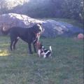 https://be.holidog.com/ImagesPetSitters/5E3AD60A-D93E-419D-8A59-F97AC8F9D4F7_square_120.jpg i-cani-ci-fanno-vivere-meglio-4943-0