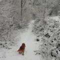 https://be.holidog.com/ImagesPetSitters/5EF4D2AE-421A-40D9-81C6-2487EF3EC852_square_120.jpg Le-plaisir-des-chiens-48760-0