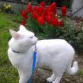 https://be.holidog.com/ImagesPetSitters/5F983C42-8882-4538-95A9-8FADA2B3B5B4_square_120.jpg farmacista-amante-animali-11144-1